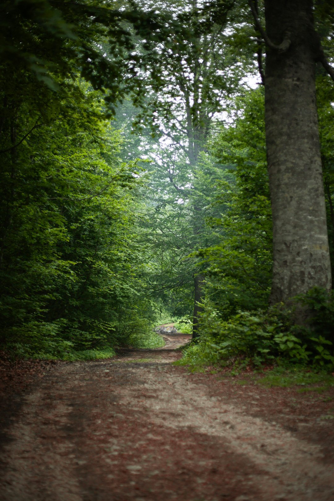 Leaf Natural Environment