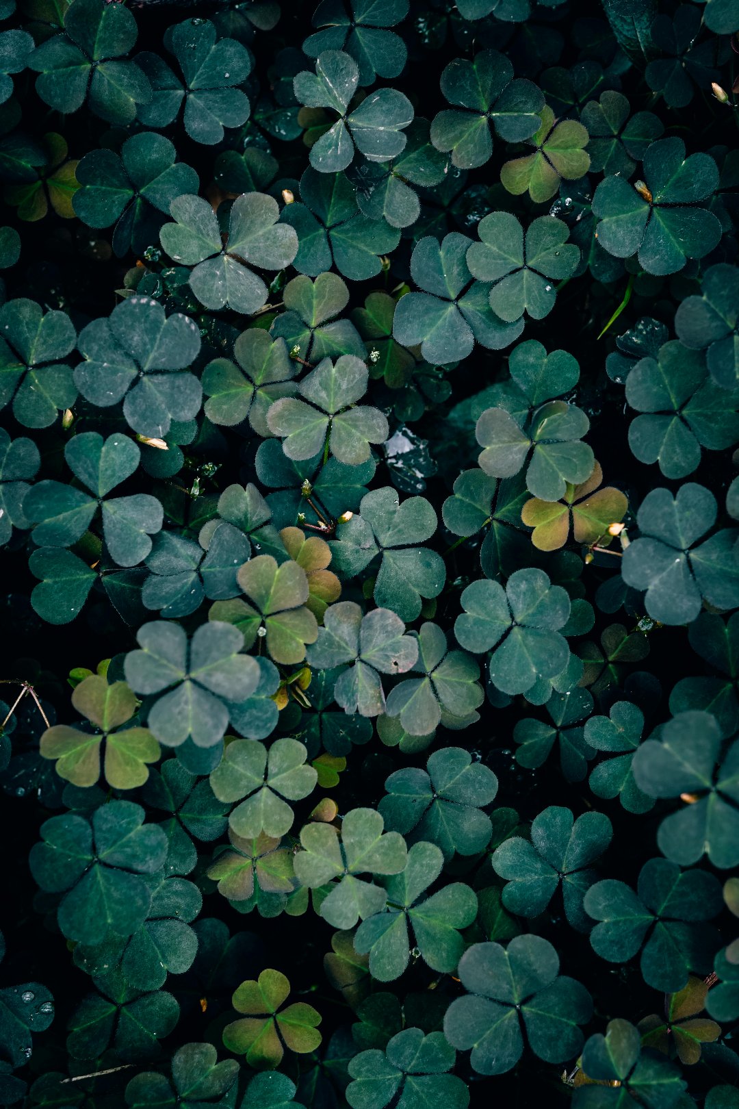 Green Clover
