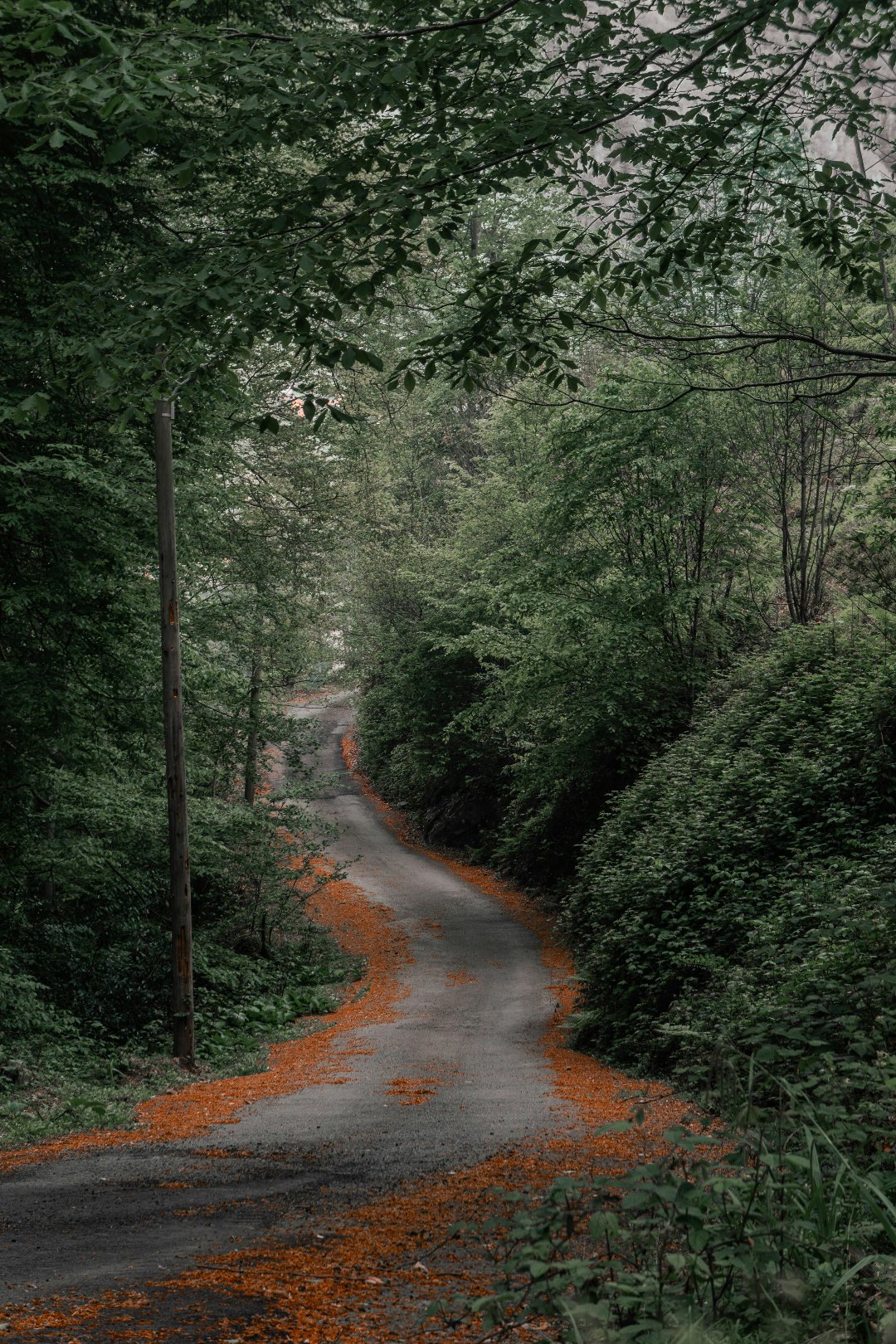 Leaf Natural Environment