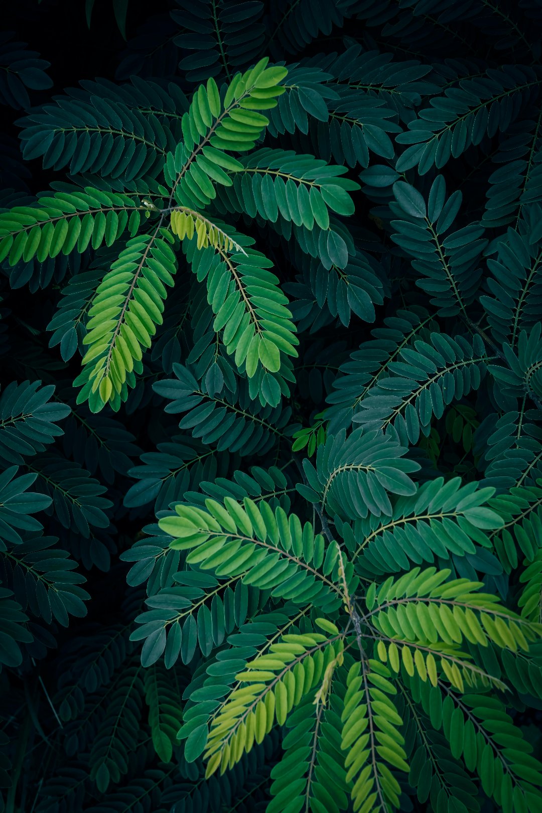 Black Plant Stem Sensitive Plant