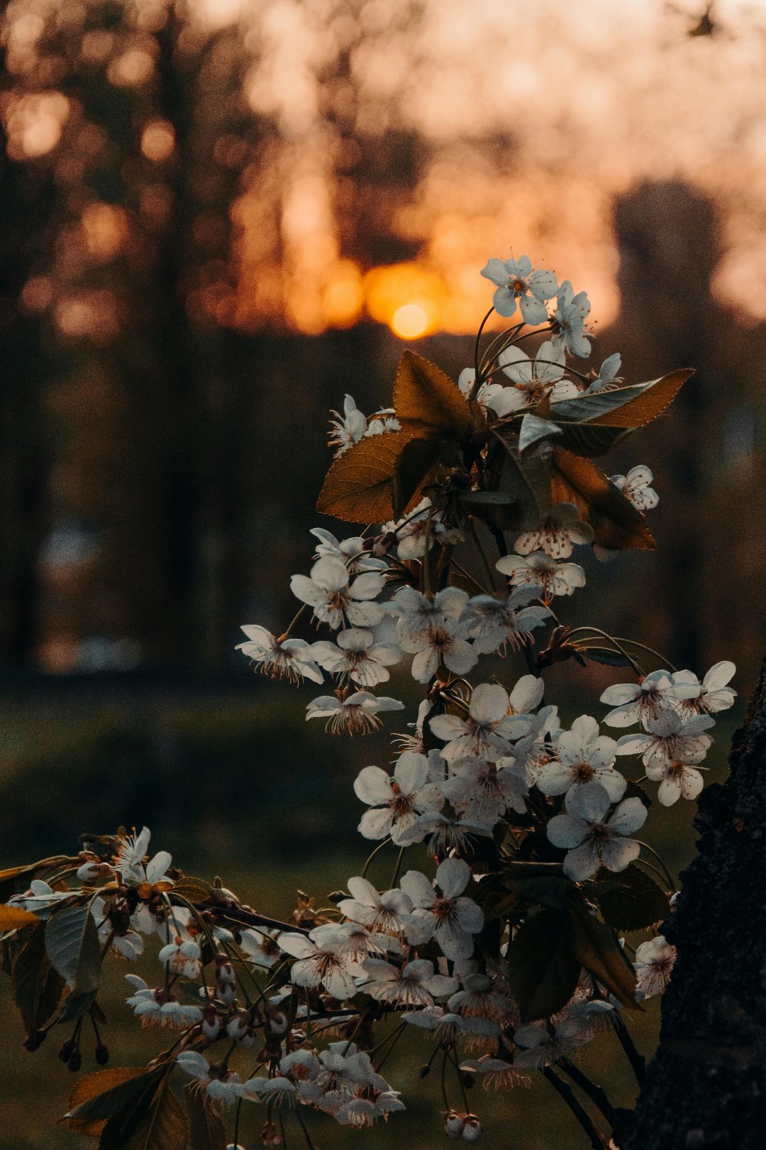 Black Branch Flower