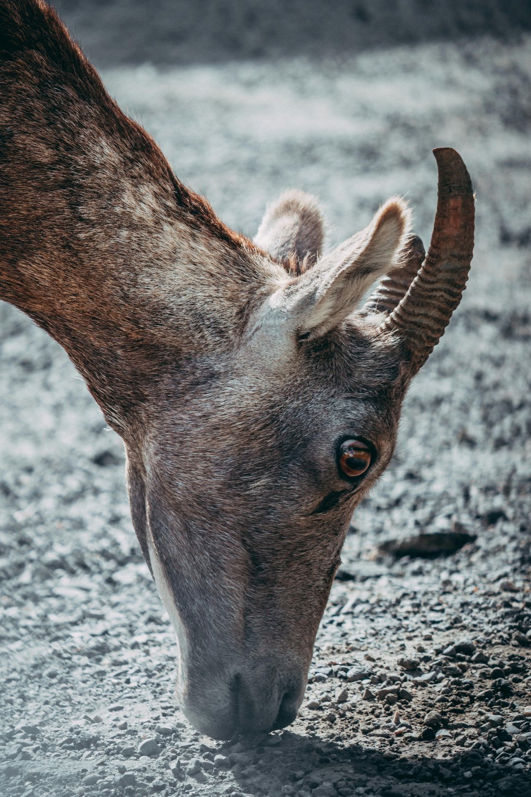 Horn Terrestrial Animal