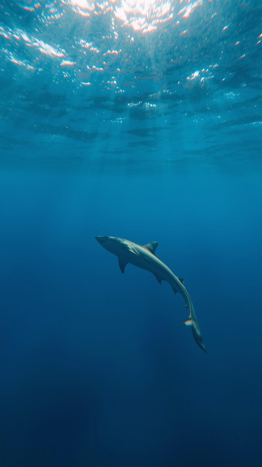 Shark In Nature Wallpaper