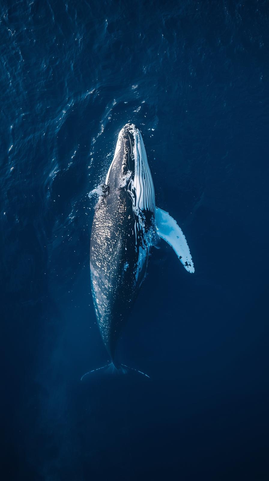 Whale In Nature Wallpaper