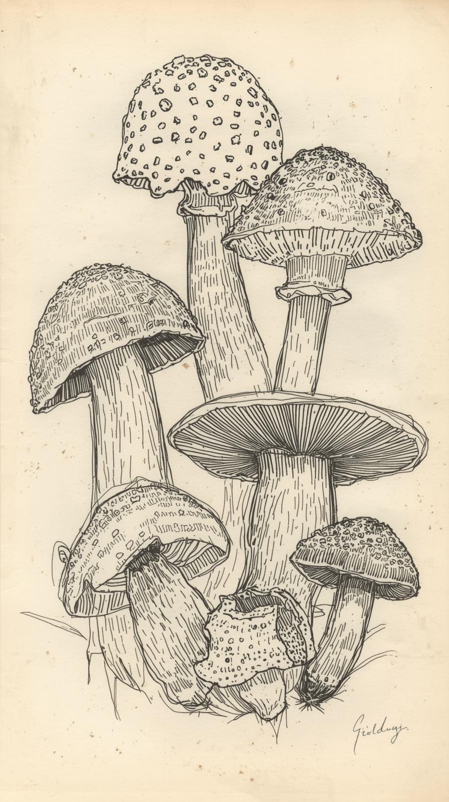 Mushroom Field Notes Sketch