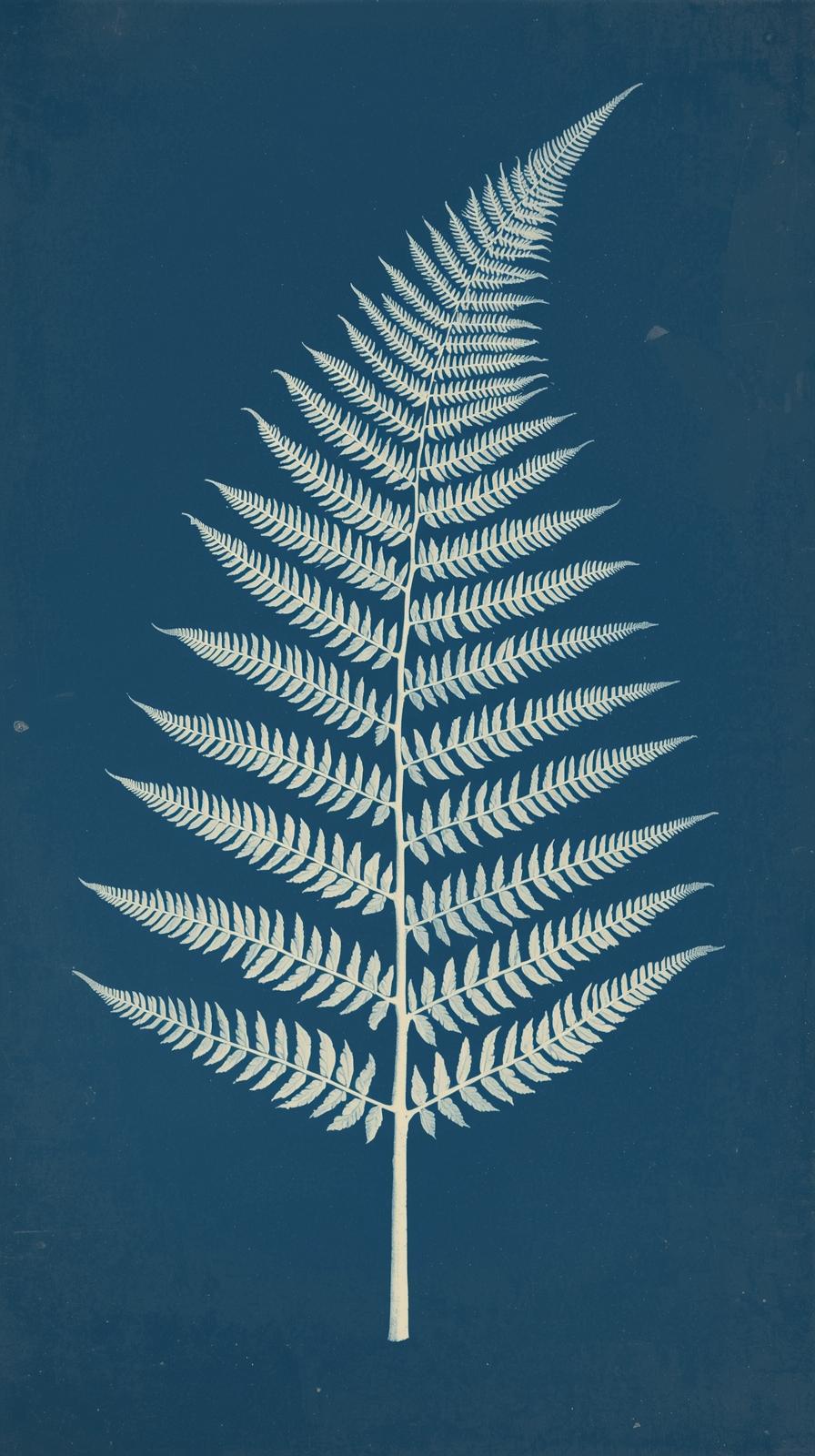 Cyanotype Botanical Fern Plate