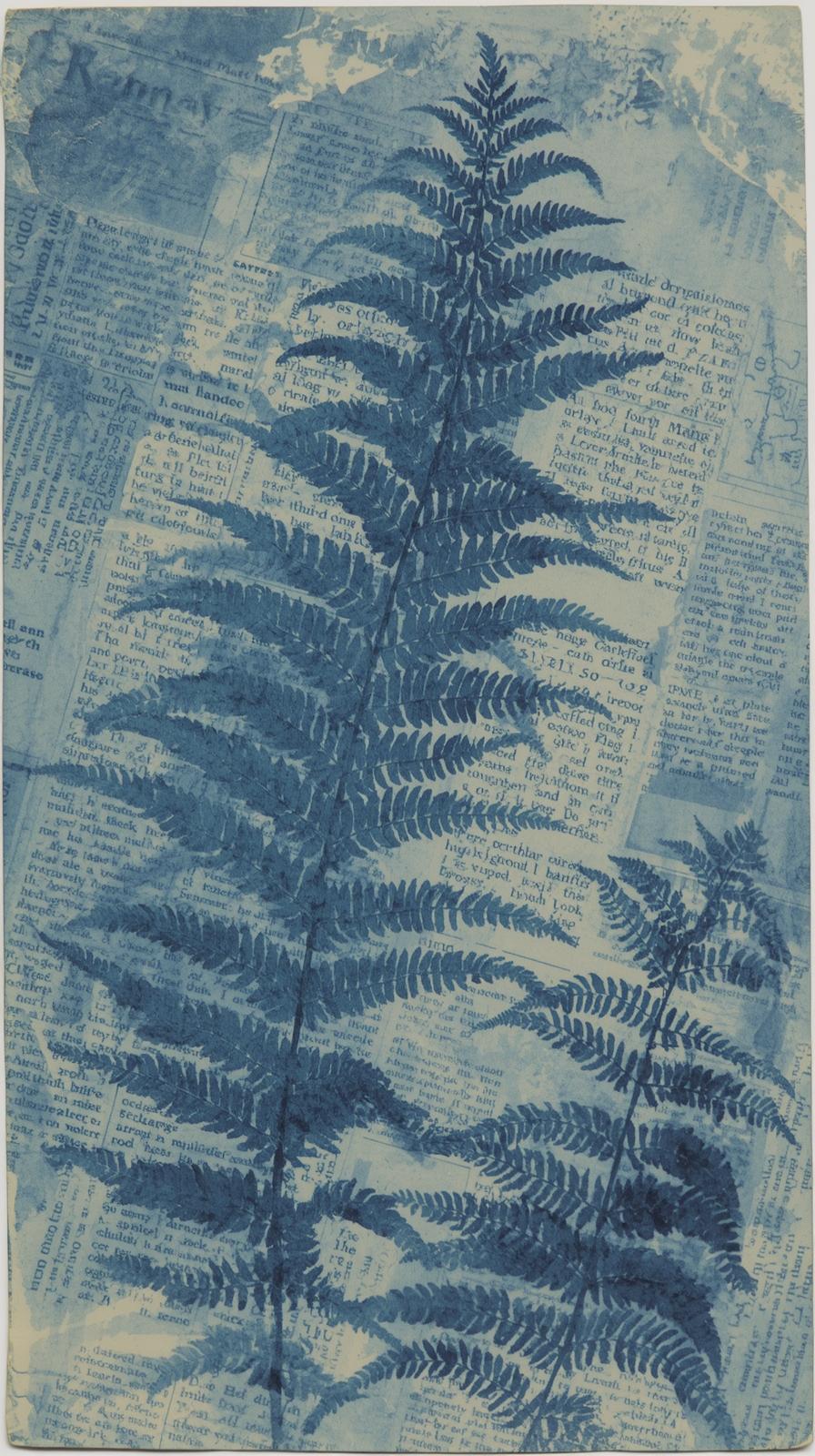 Newspaper CCyanotype Botanical Fern Platelippings