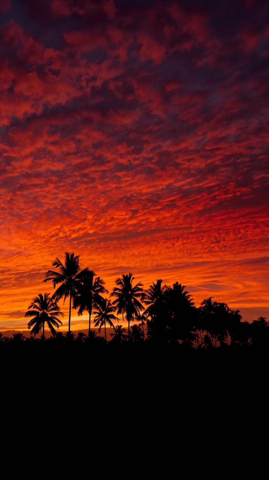 Orange Tropical Sunset With Palm Silhouettes