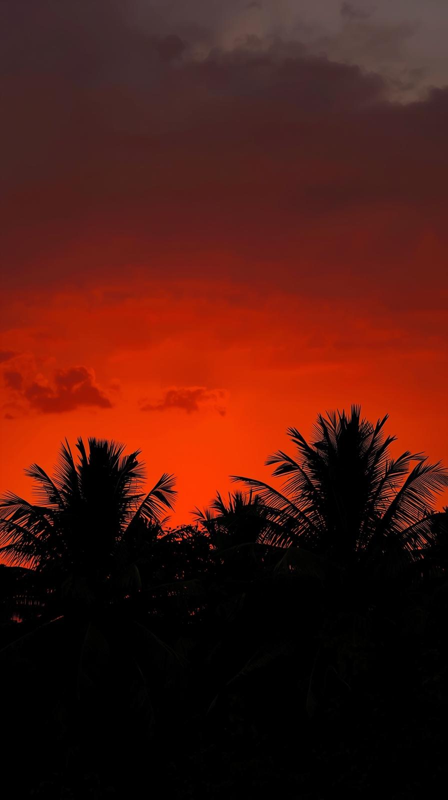 Orange Tropical Sunset With Palm Silhouettes