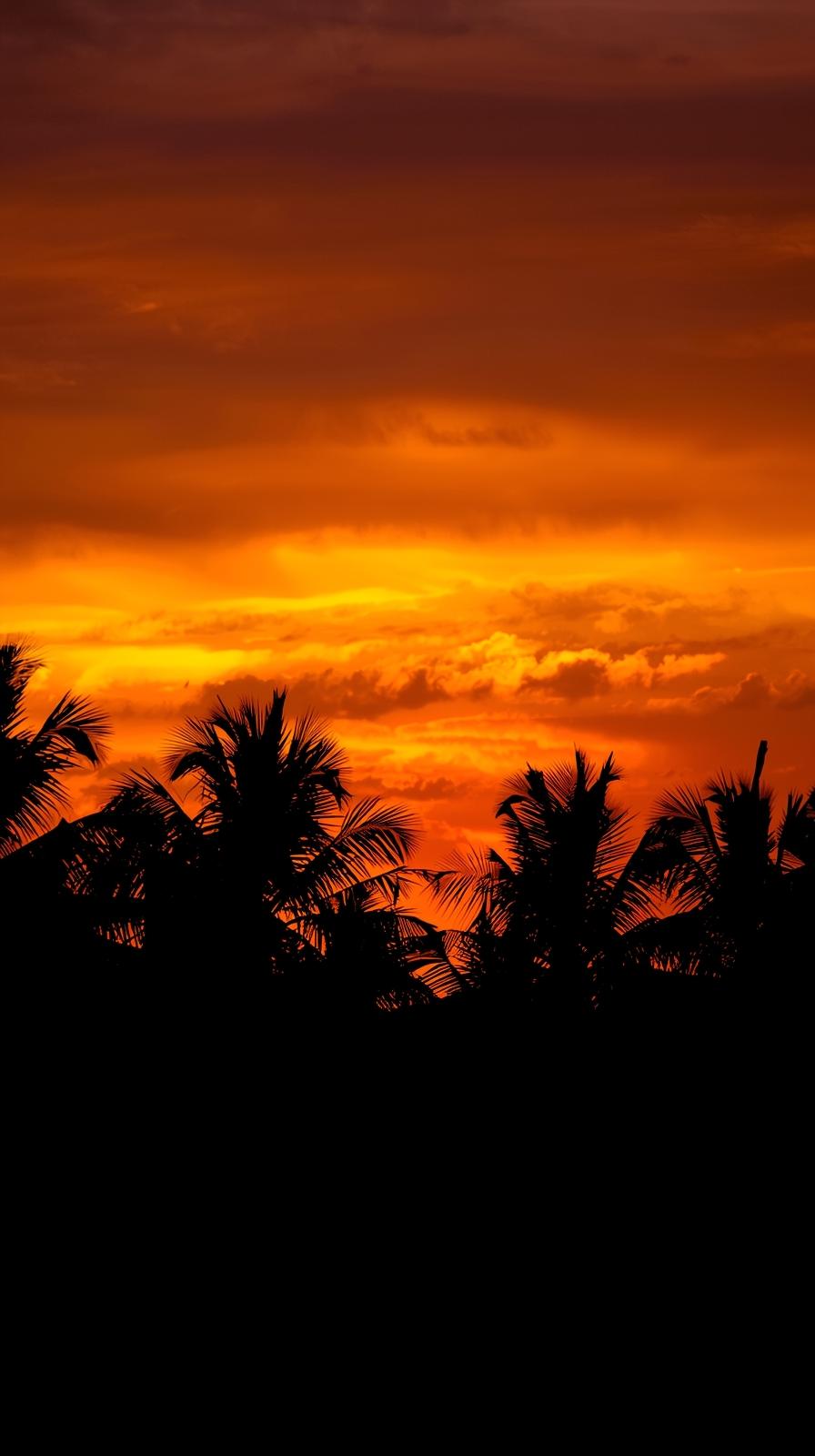 Orange Tropical Sunset With Palm Silhouettes