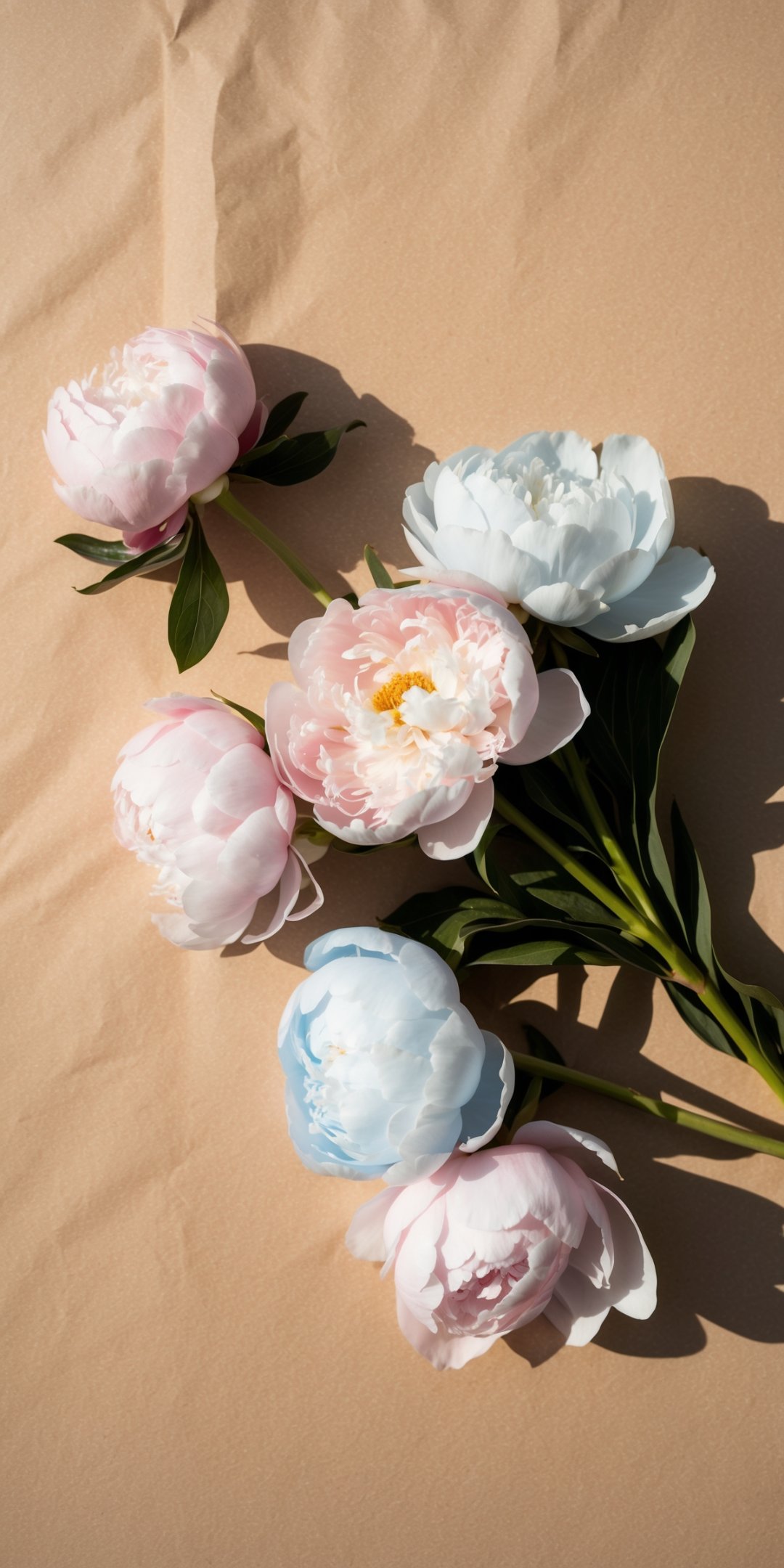Minimalist Flatlay Of Delicate Pastel Peonies With