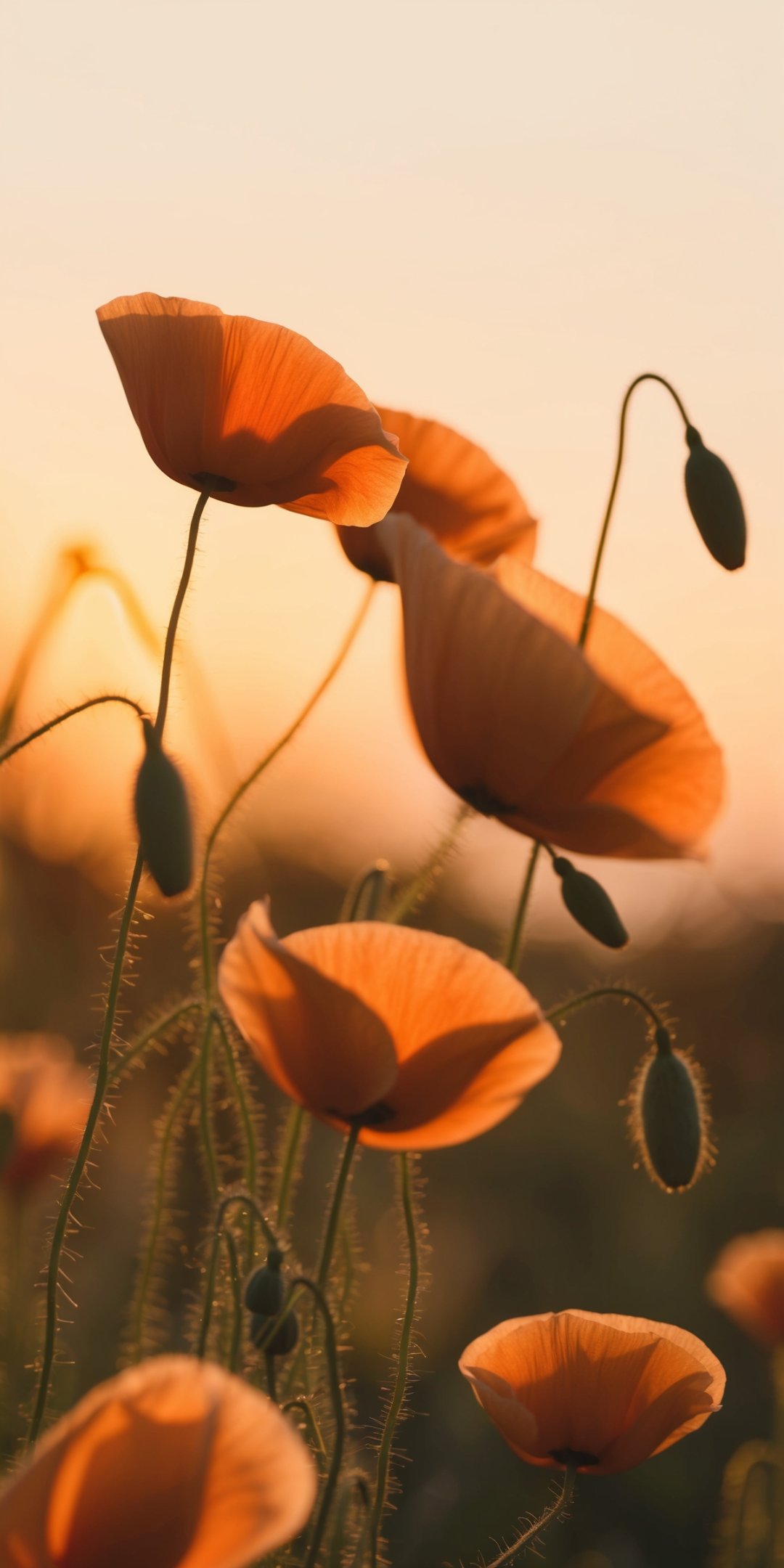 Golden Hour Macro Of Delicate Poppies Swaying Gent