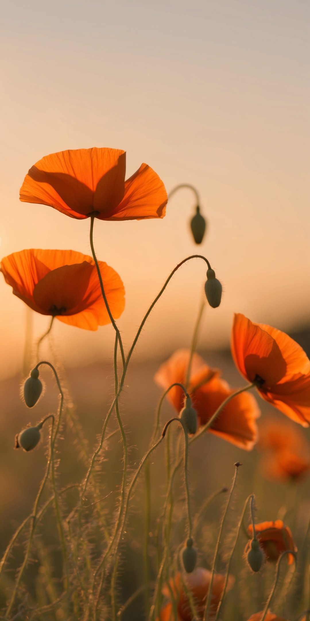 Golden Hour Macro Of Delicate Poppies Swaying Gent