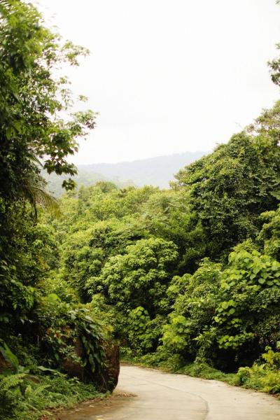 Leaf Natural Environment