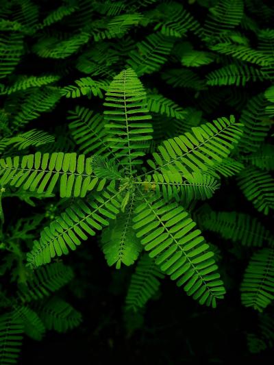 Green Fern