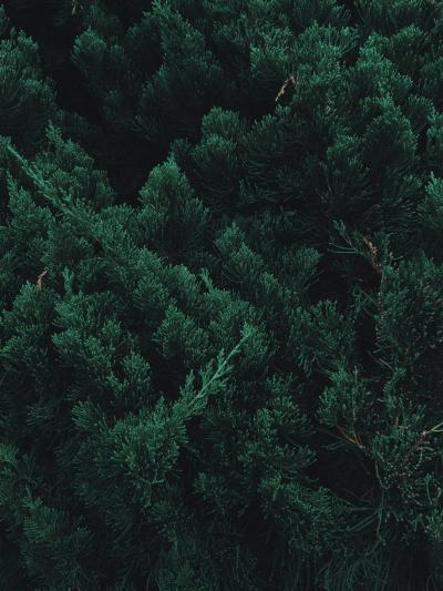 Black Woody Plant Natural Material