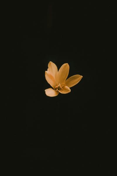 Brown Petal Flower