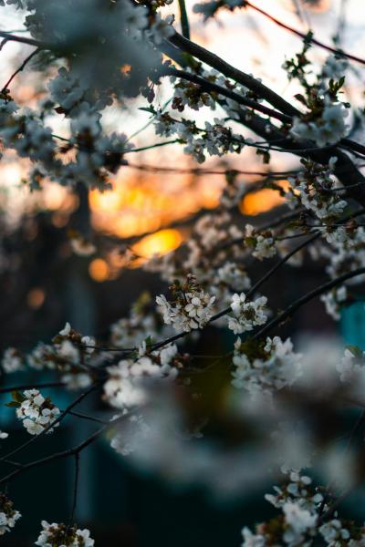 Orange Branch Flower