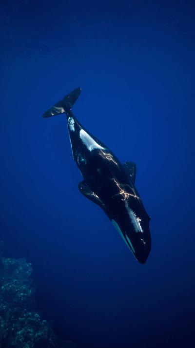 Orca In Nature Wallpaper