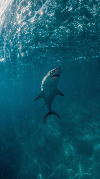 Shark In Nature Wallpaper