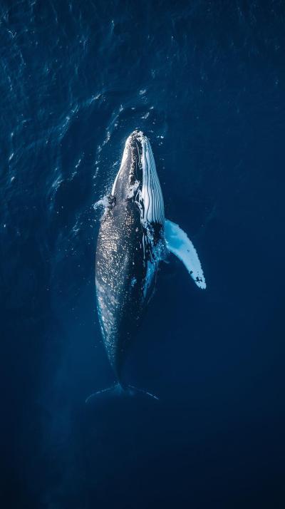 Whale In Nature Wallpaper