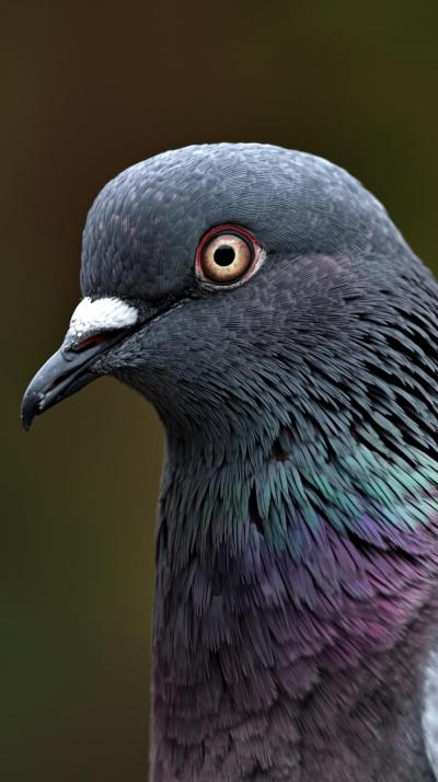 Random Pigeon In Nature Wallpaper