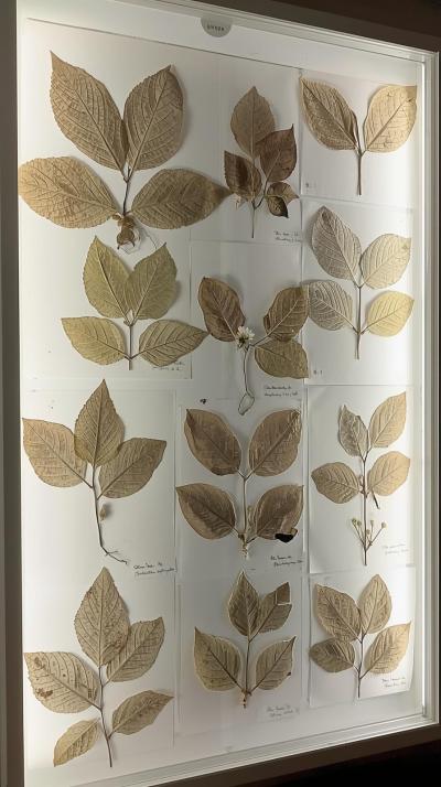Lepidoptera Herbarium Pressed Leavesspecimen Grid
