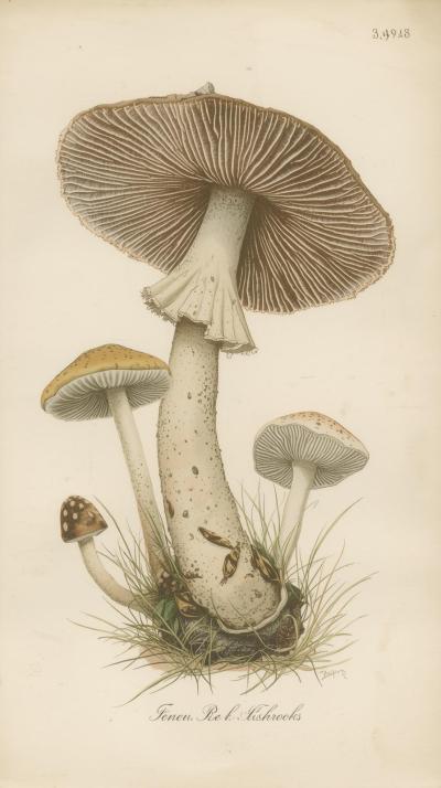 Bird Guide IllMushroom Field Notes Sketchustration