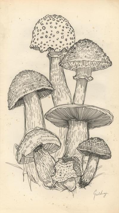 Mushroom Field Notes Sketch