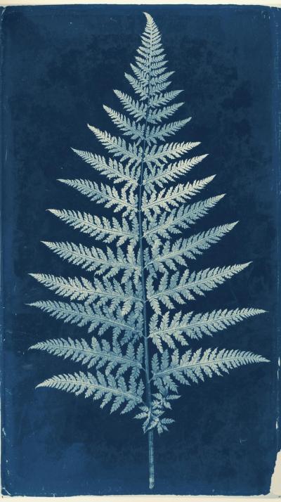 Cyanotype Botanical Fern Plate