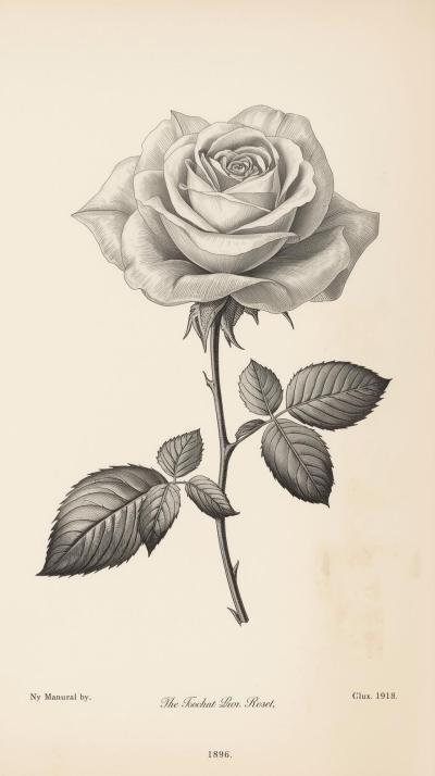 Botanical Rose Plate Engraving