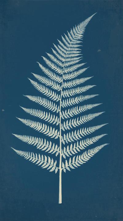 Cyanotype Botanical Fern Plate