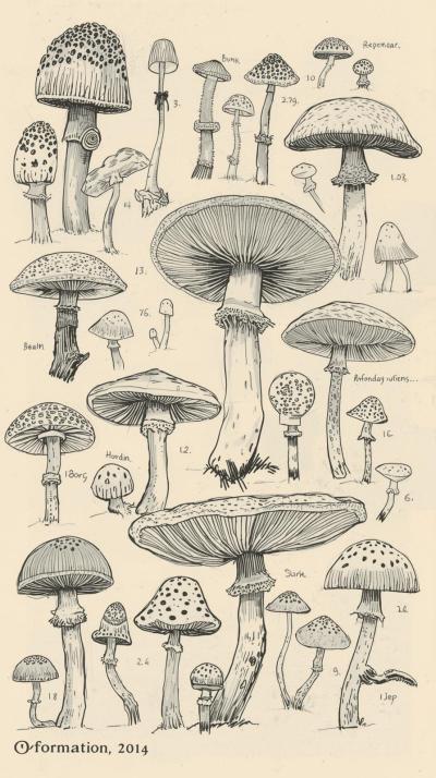 Mushroom Field Notes Sketch