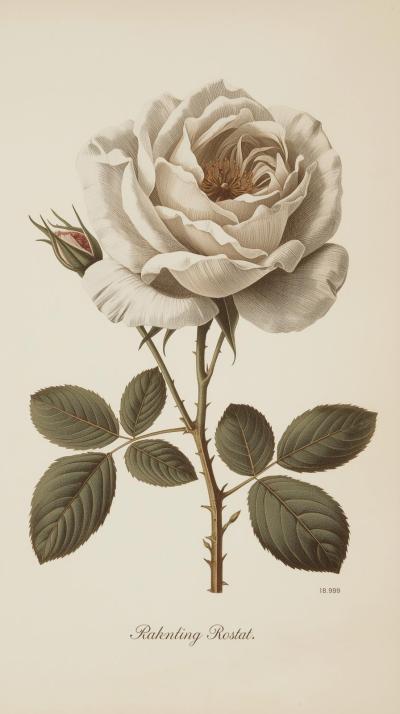 Botanical Rose Plate Engraving