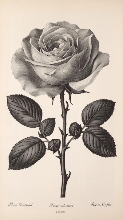 Botanical Rose Plate Engraving