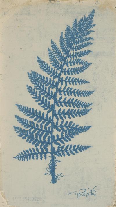 Newspaper CCyanotype Botanical Fern Platelippings