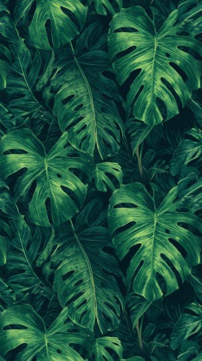 Green Tropical Monstera Leaf Pattern
