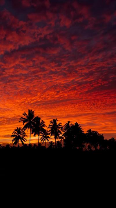 Orange Tropical Sunset With Palm Silhouettes