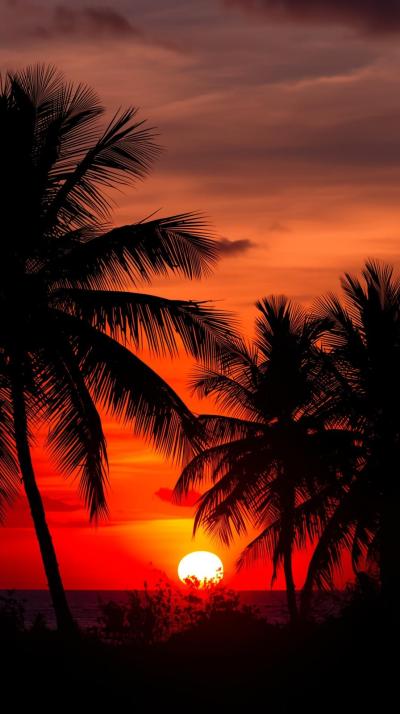Orange Tropical Sunset With Palm Silhouettes