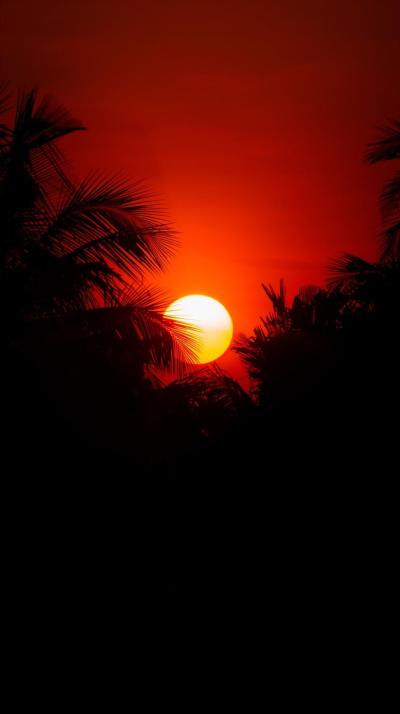 Orange Tropical Sunset With Palm Silhouettes