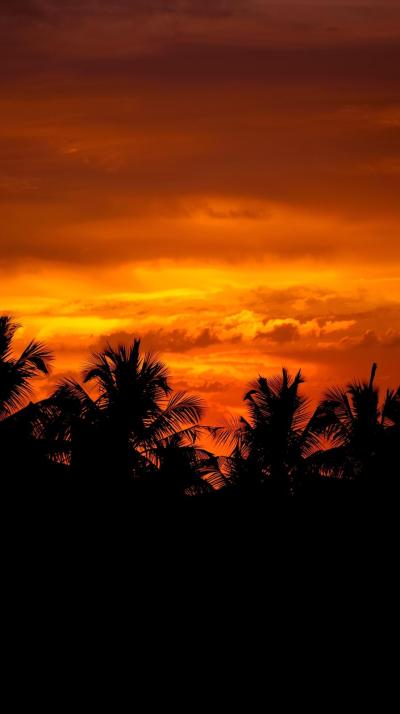 Orange Tropical Sunset With Palm Silhouettes