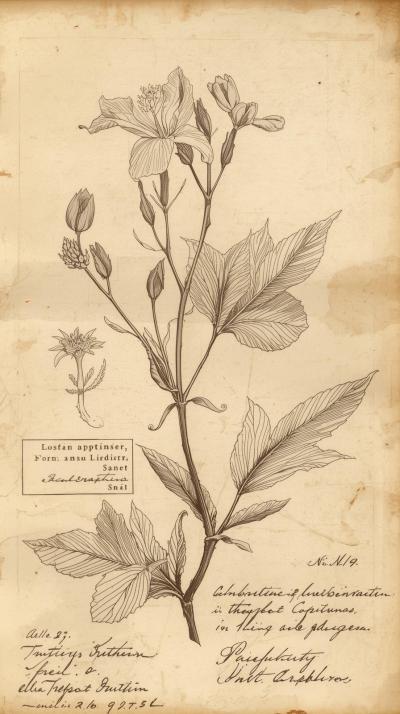 Vintage Botanical Drawing With Handwritten Labels
