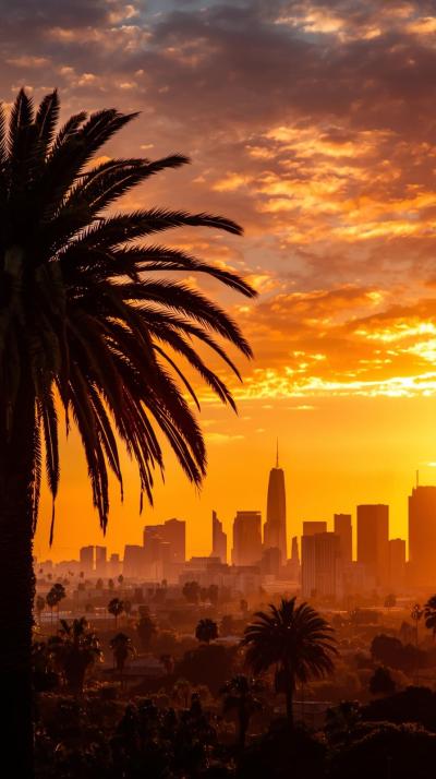 Los Angeles Palm Trees With Downtown Skyline