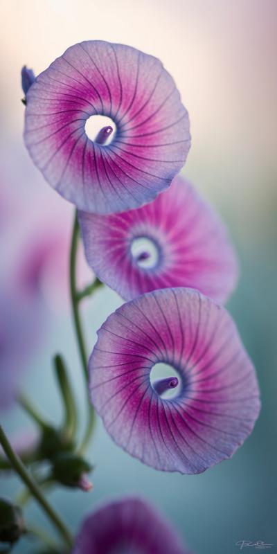 Macro Shot Of Delicate Morning Glory Flowers Showc