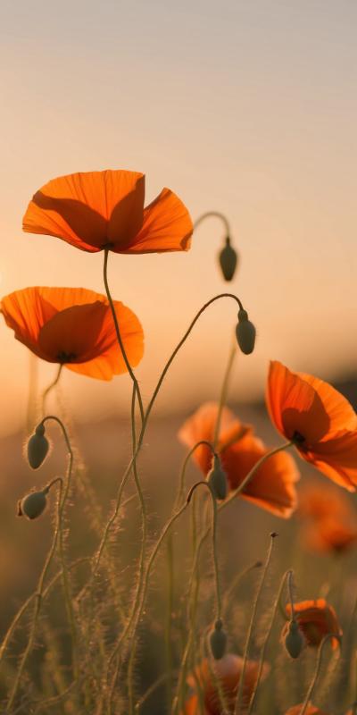 Golden Hour Macro Of Delicate Poppies Swaying Gent