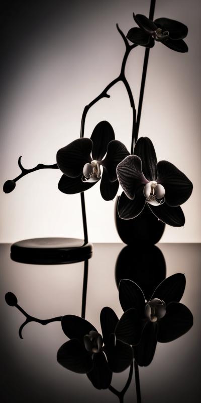 Elegant Black Orchids With Delicate Petals And Sub